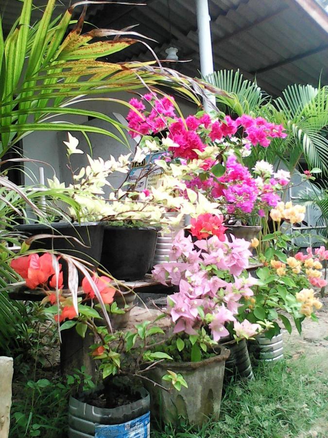 Lotus Inn Tourist Resort Dambulla Exteriör bild